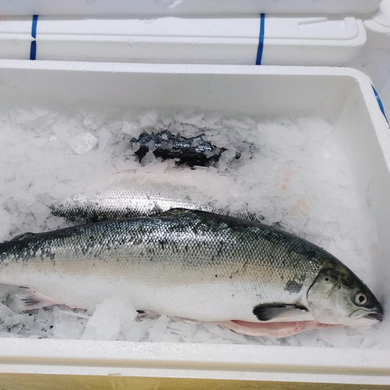 Saumon de Cherbourg (Lot de 4kg)